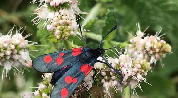 Domaine de Certes et Graveyron : Dur labeur pour les pollinisateurs