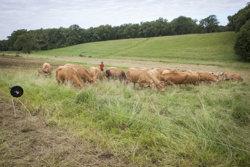 Plantes et Cie : pastoralisme et protohistoire