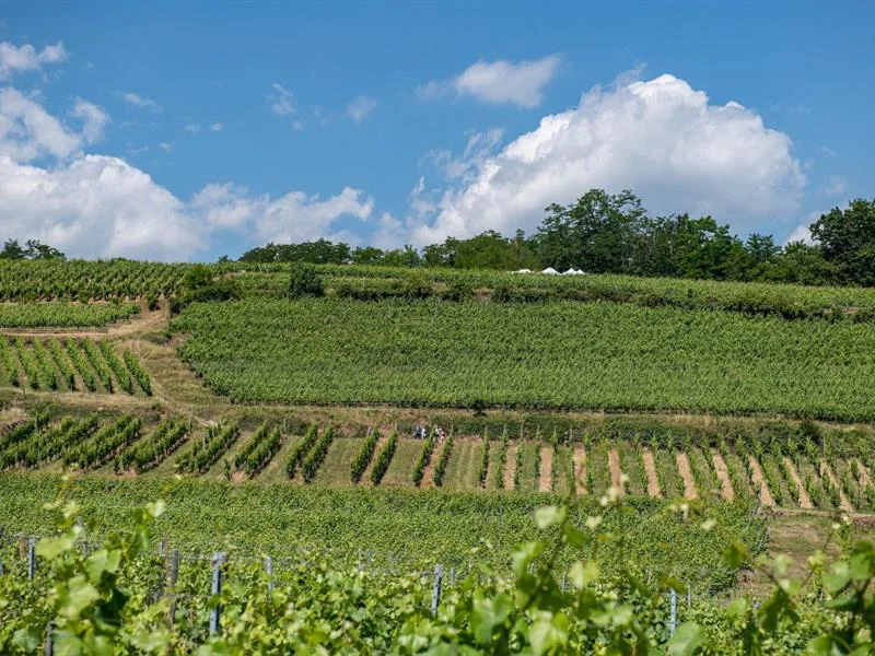 Marche gourmande du Kaefferkopf