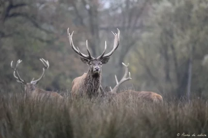 Brame du cerf en Sologne