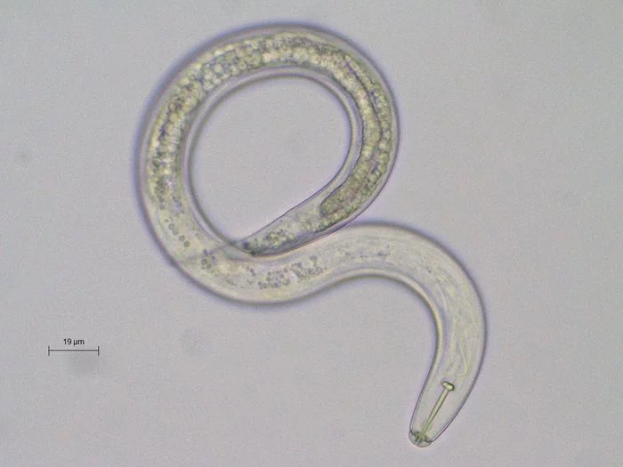 Les nématodes, ces vers qui ont colonisé le monde