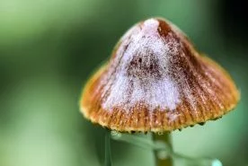Nature et biodiversité en automne