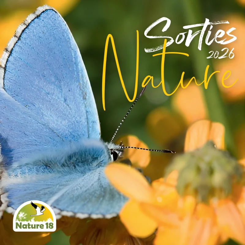 Sortie Nature : Fabrication d'Objets nature