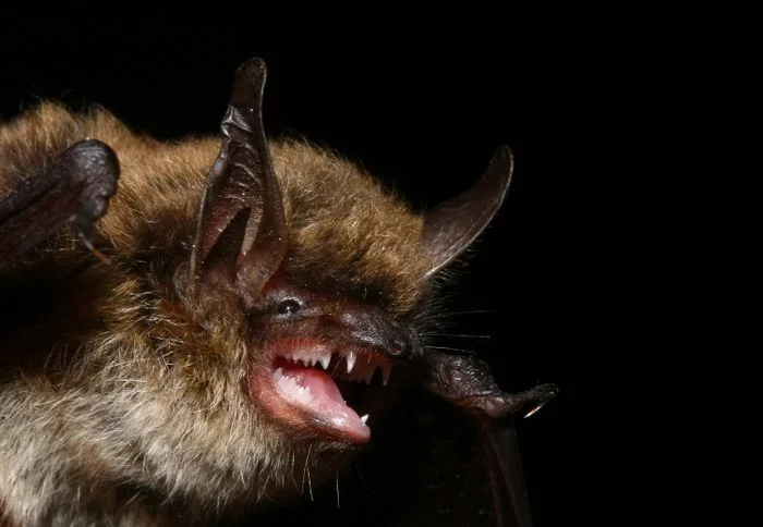 Balade nocturne : à la recherche des chauves-souris