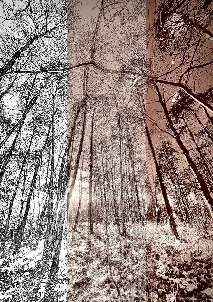 Caroline Leite « Métamorphoses photographiques »