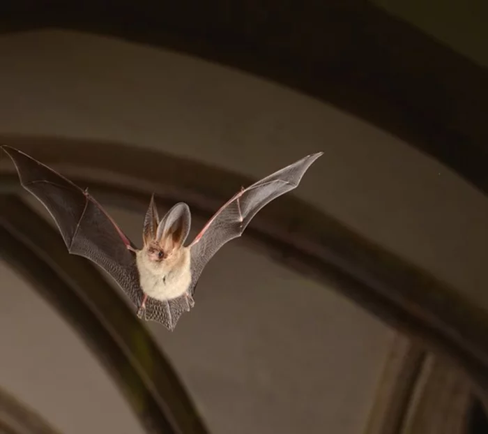 Nuit internationale de la chauve-souris
