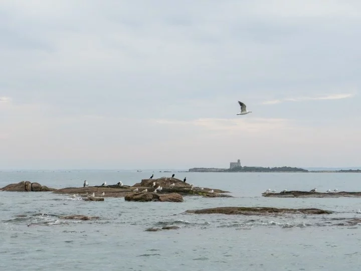 À la découverte des oiseaux de la Hougue