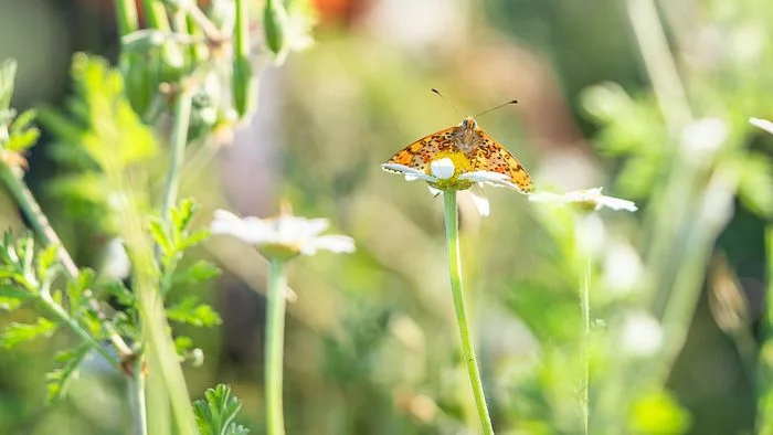LA PHOTOGRAPHIE NATURE : DE L’ILLUSTRATION À L’ART