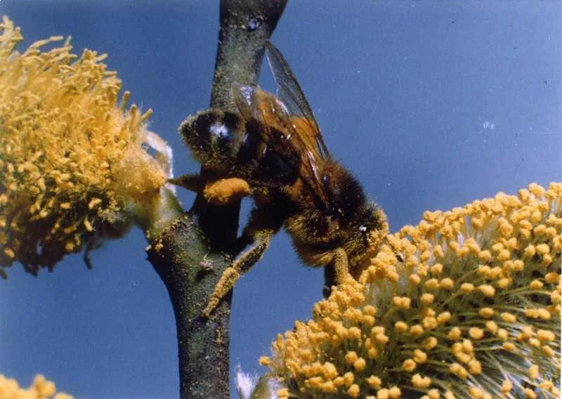 Les Abeilles du Périgord