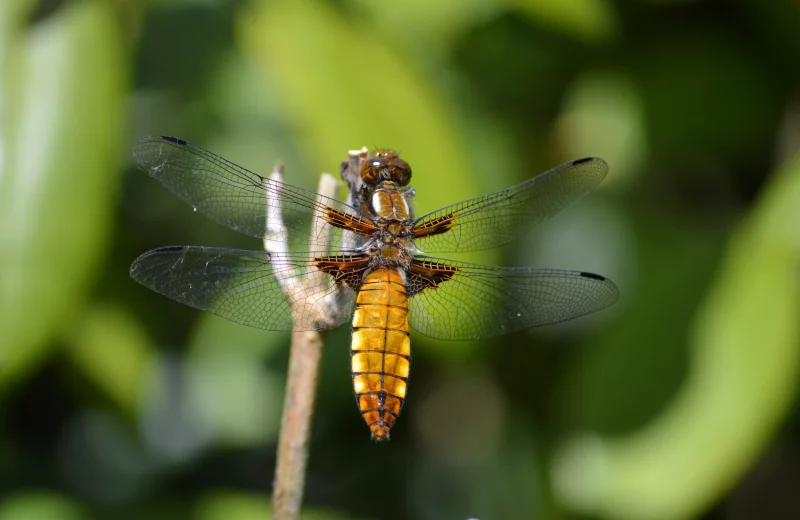 Odonates  : Libellules ou Demoiselles