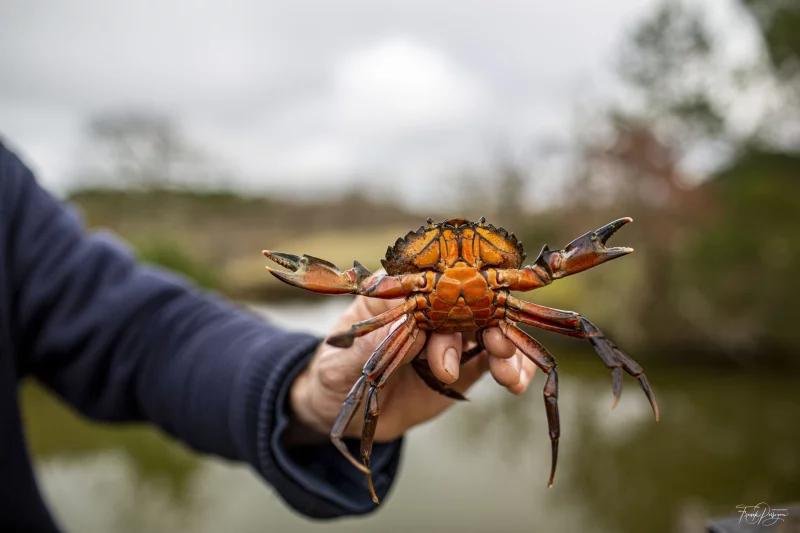 Pêche aux crabes