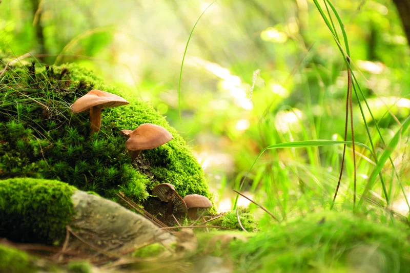 Le monde des champignons