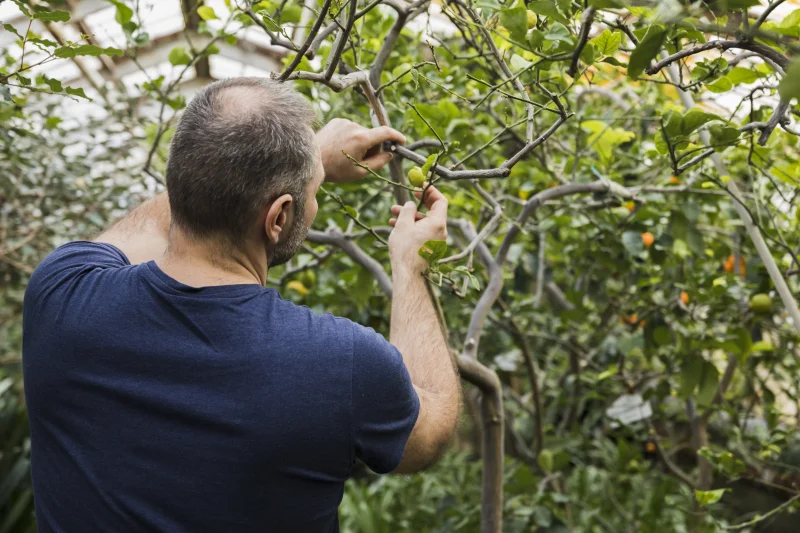 Sortie Nature : Taille en vert des fruitiers