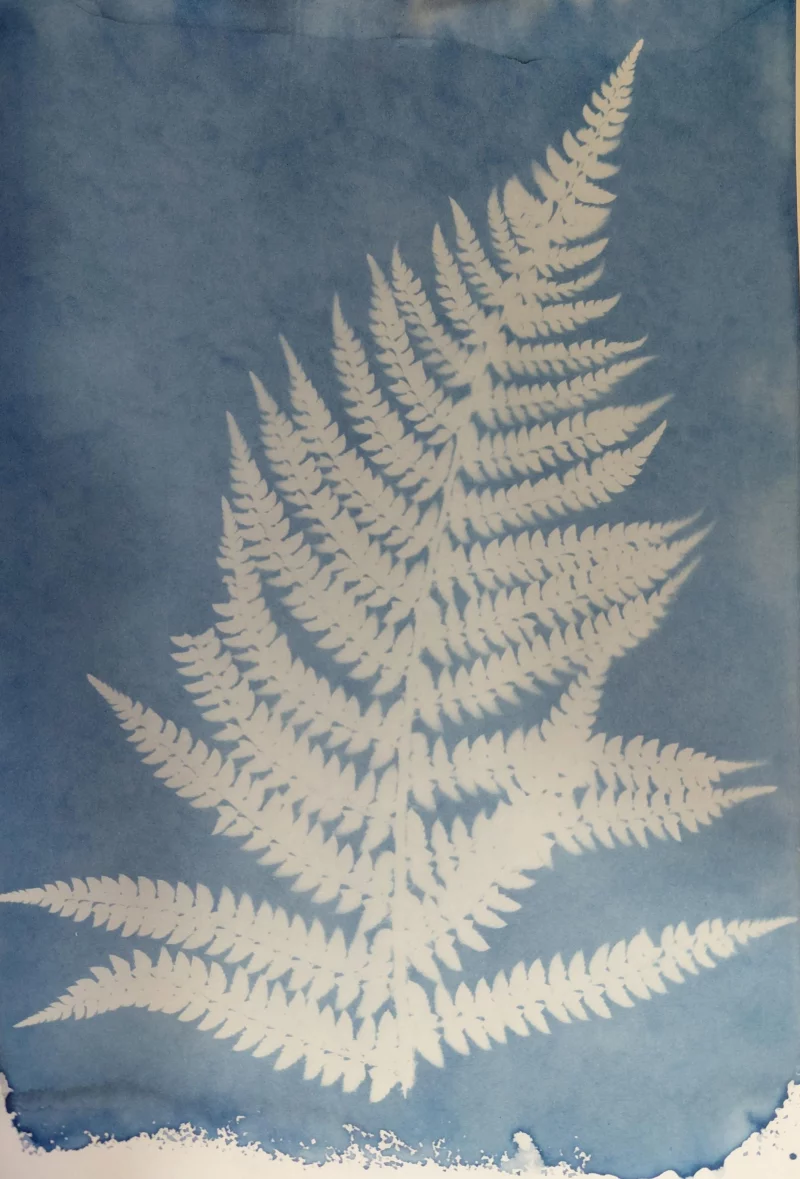 [Atelier] Découverte du cyanotype