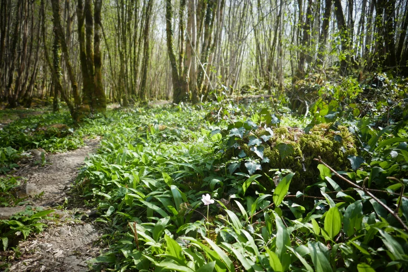 Enquête dans la forêt d'Epagne