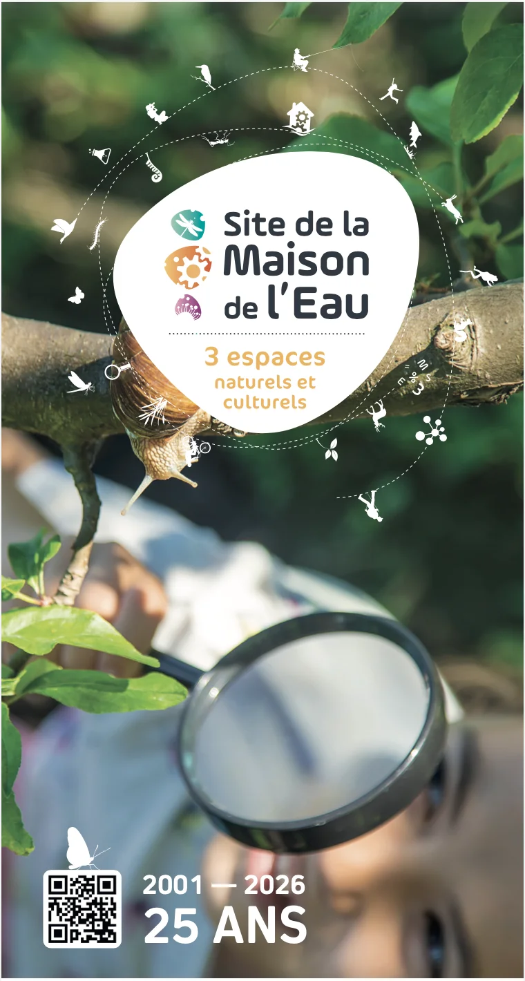 Sur la piste du Mycélium