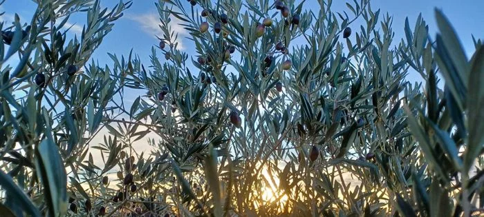 Démarrage et démonstration de la récolte d'olive 2026
