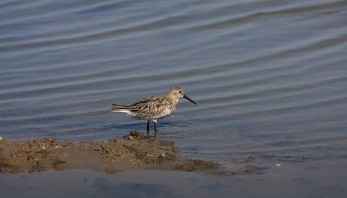 Les oiseaux des Salins