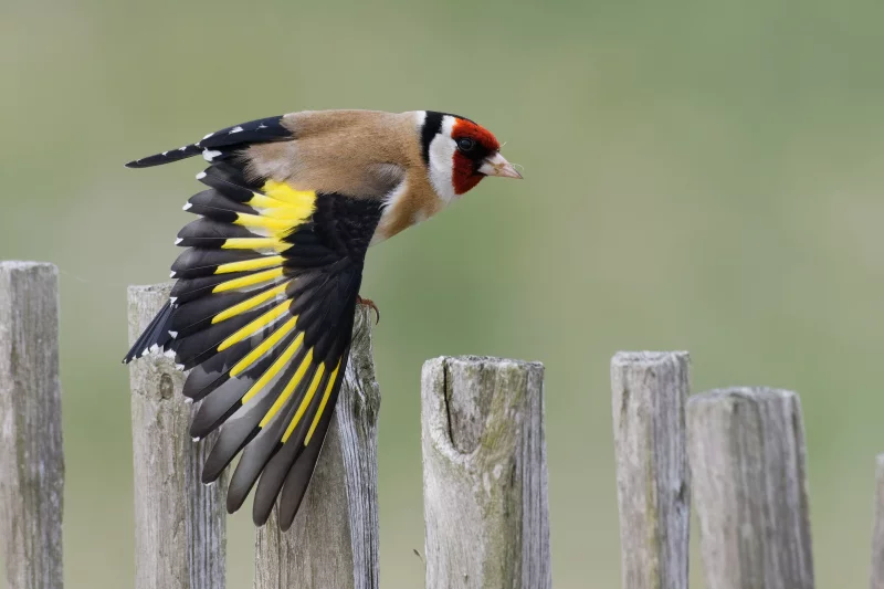 Animation de la LPO : Observons les oiseaux