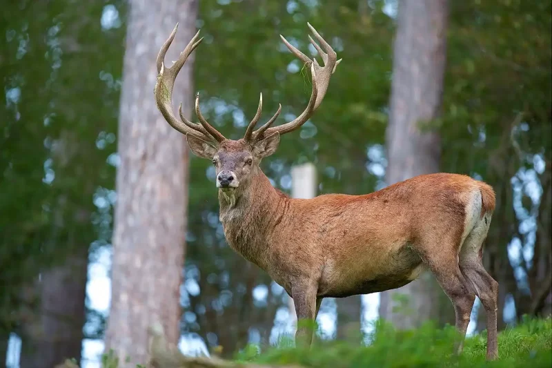 Animation de la LPO : Brame du cerf (COMPLET)