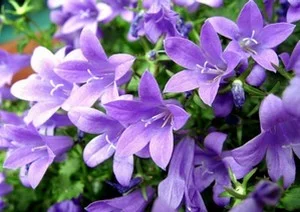 RÉUNION PUBLIQUE FAISONS FLEURIR NOTRE VILLAGE