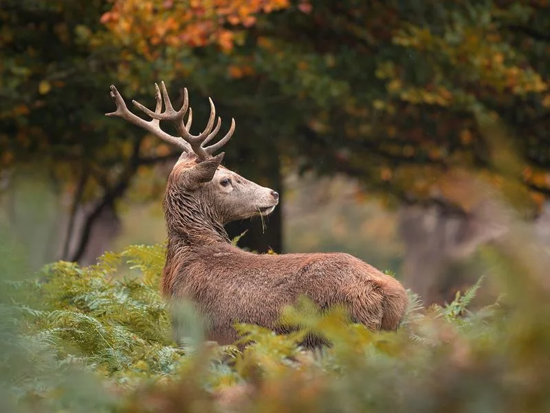 Balade forestière : Le brâme du cerf