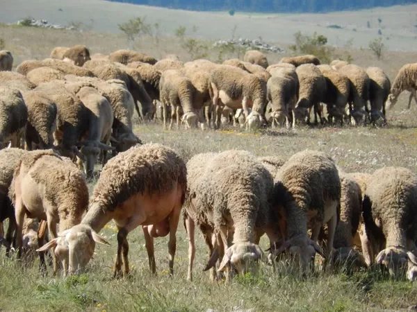 Visite de la ferme des Grailhes
