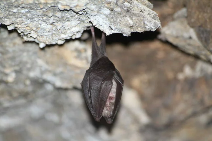 Nuit de la Chauve-souris au Refuge LPO