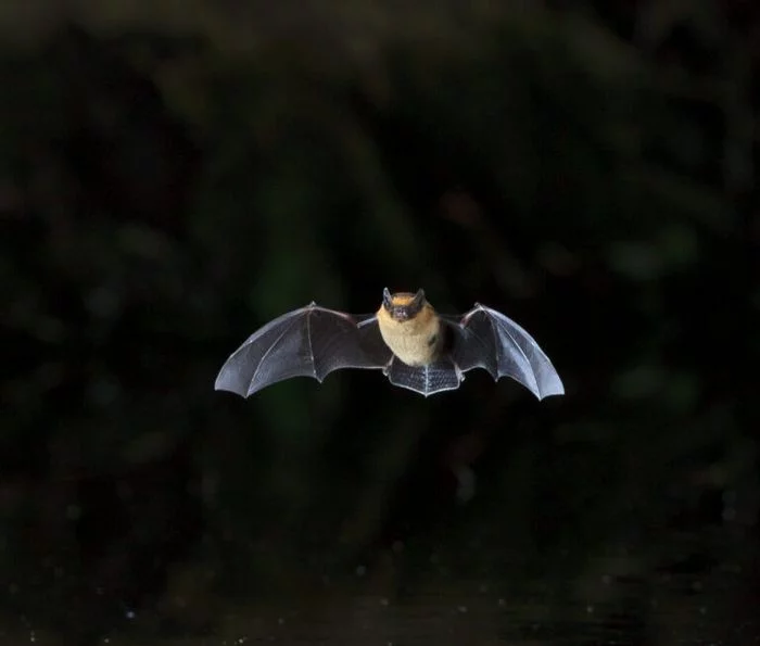 A la découverte des Chauves-Souris