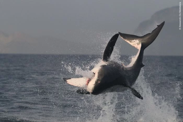Plongée avec le grand requin blanc