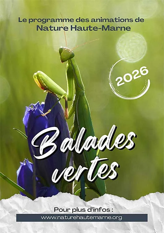 Balades Vertes en Haute-Marne : Billebaude lors de la bascule entre été et automne