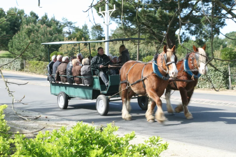 Automne en Scène : Visite guidée de Mimizan en attelage