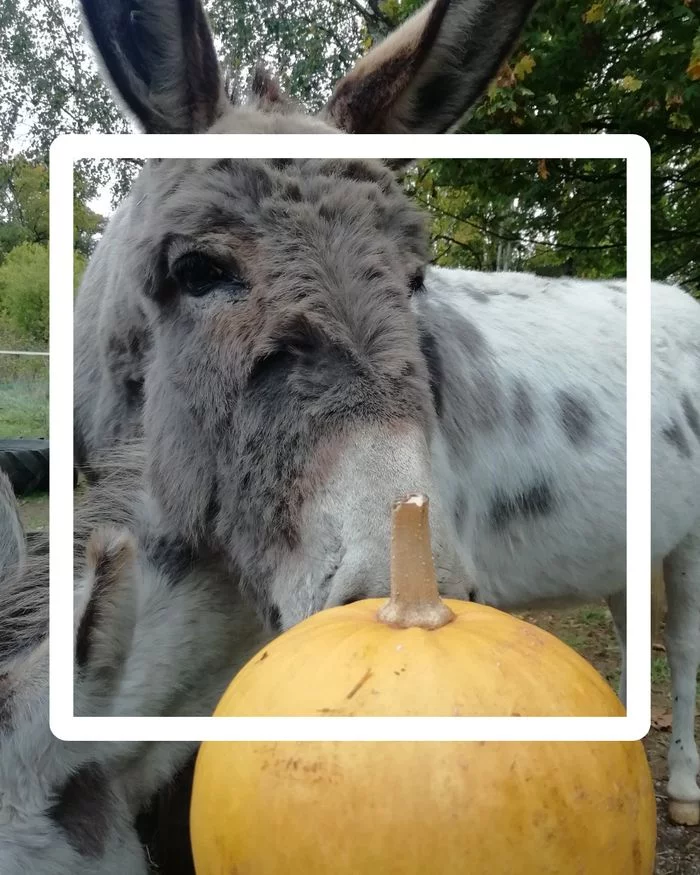 Balade d'Halloween avec les Zânes