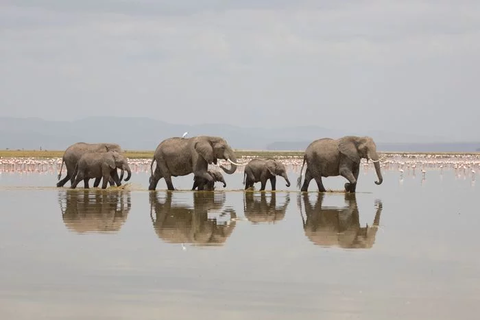 PAYSAGE AVEC DES ANIMAUX
