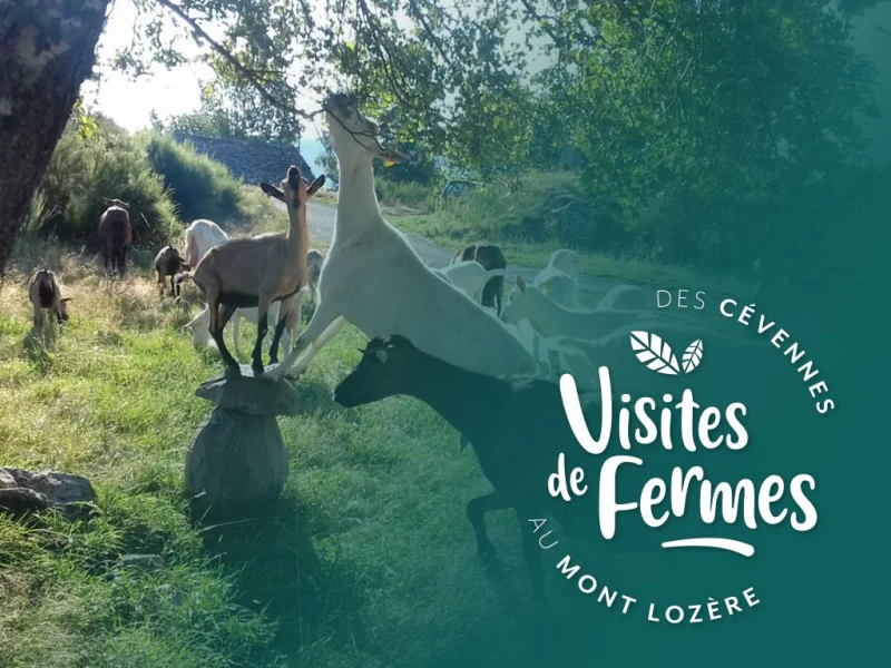 [COMPLET] VISITES DE FERMES 2026 : LA FERME DE FOLIE