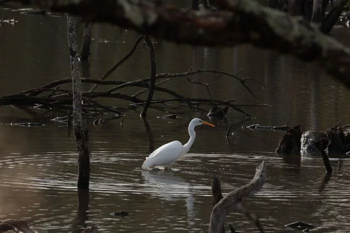 Les oiseaux d'eau de la réserve
