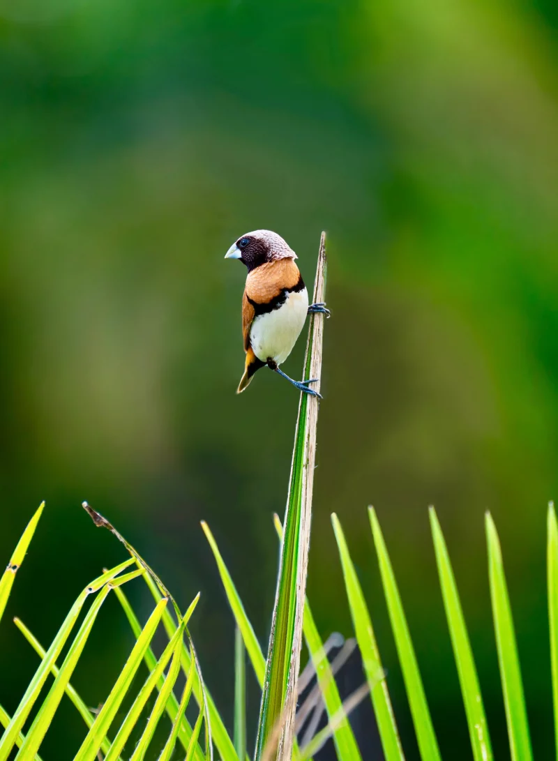 A la découverte des oiseaux, à la réserve départementale de biodiversité d'Argentat