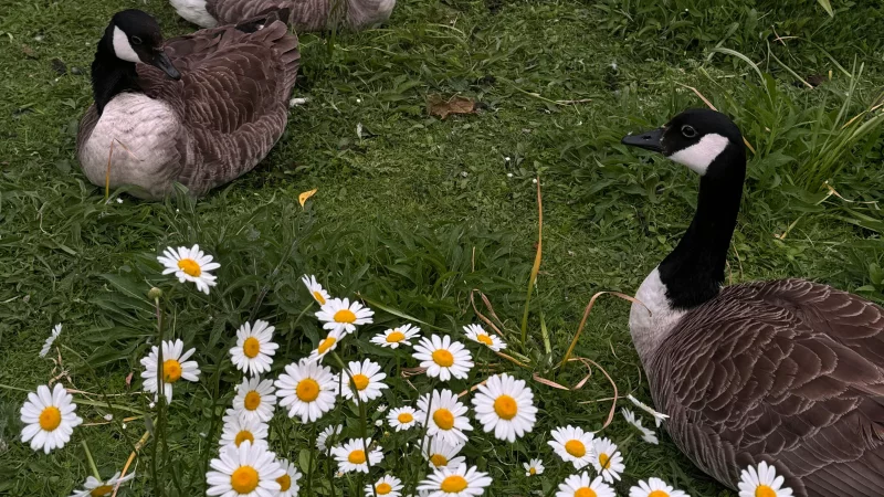 FETE DE LA NATURE