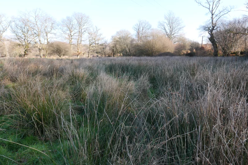 Chantier participatif en faveur des amphibiens