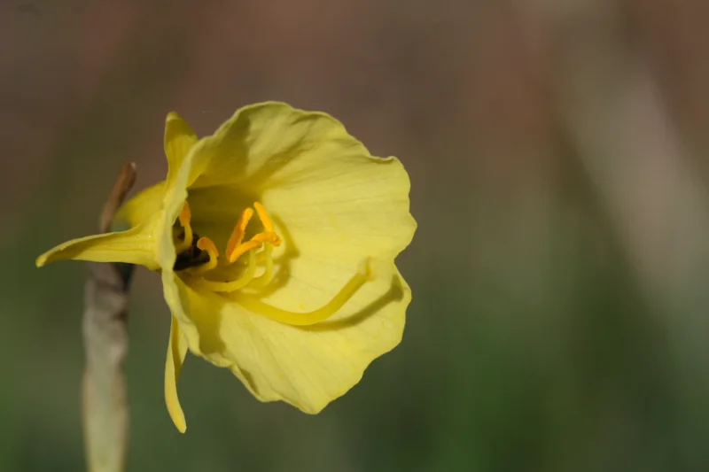 Formation Plantes à fleurs