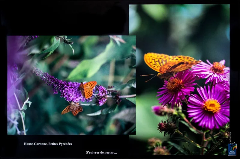 EXPOSITION : LES PAPILLONS