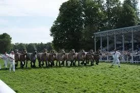 Concours national de chevaux ardennais