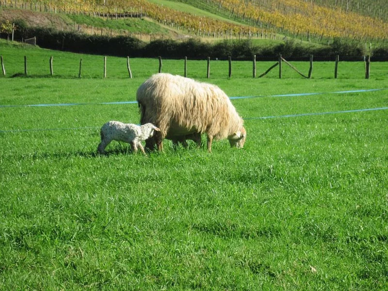 Visite de la ferme Tambourin