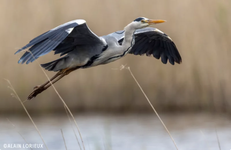 Sortie nature au bord du Cher par la Ligue de Protection des Oiseaux