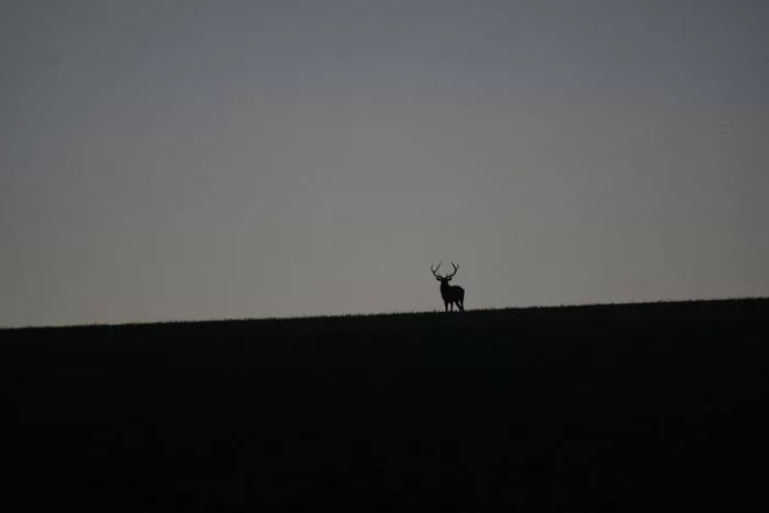 Week end brame du cerf, en vrai.