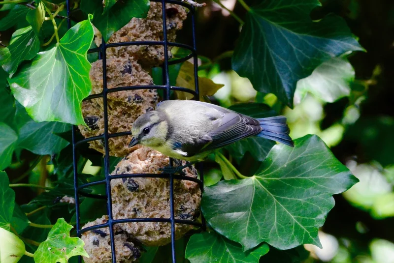 Atelier : Fabrication de boules de graisse pour les oiseaux