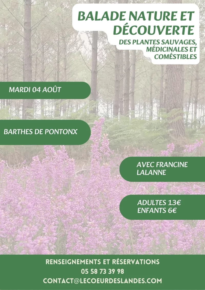 A la découverte des plantes sauvages, médicinales et comestibles avec Francine