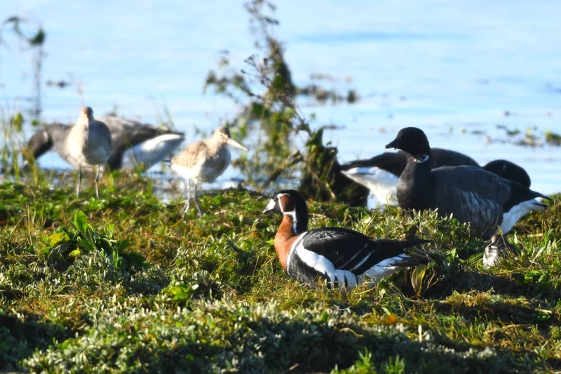 Les oiseaux migrateurs