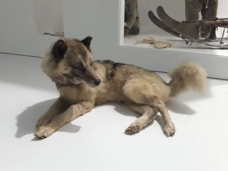 Atelier "Venez hurler avec les chiens-loups" (Journées Européennes du Patrimoine)