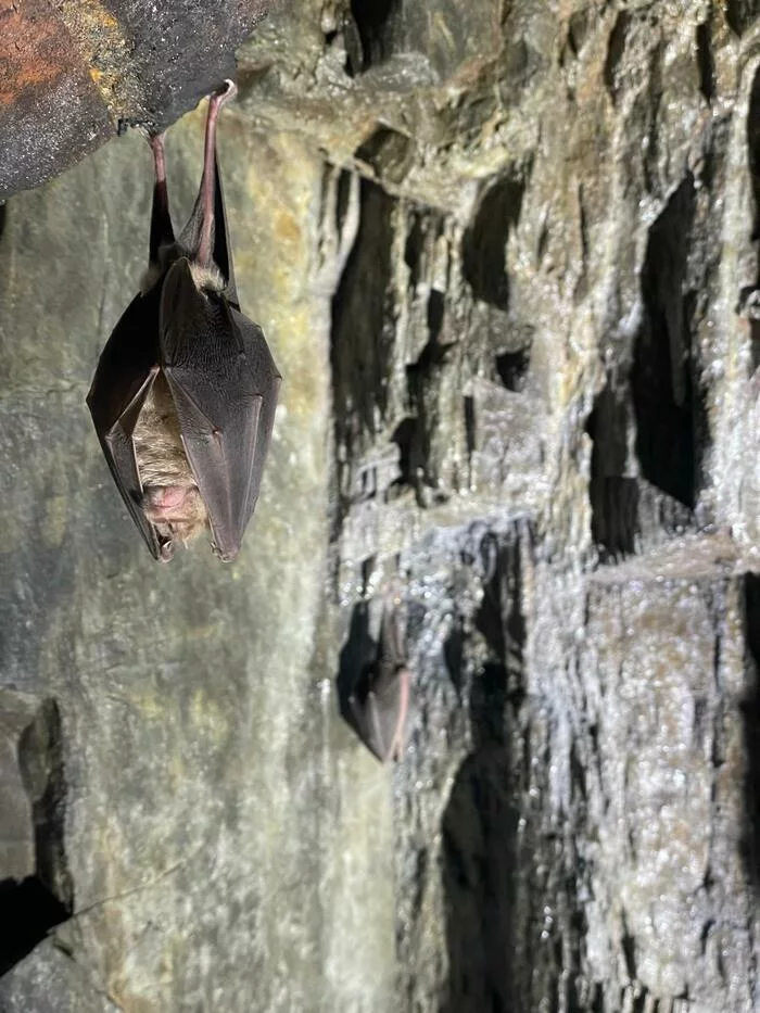 La nuit de la chauve-souris